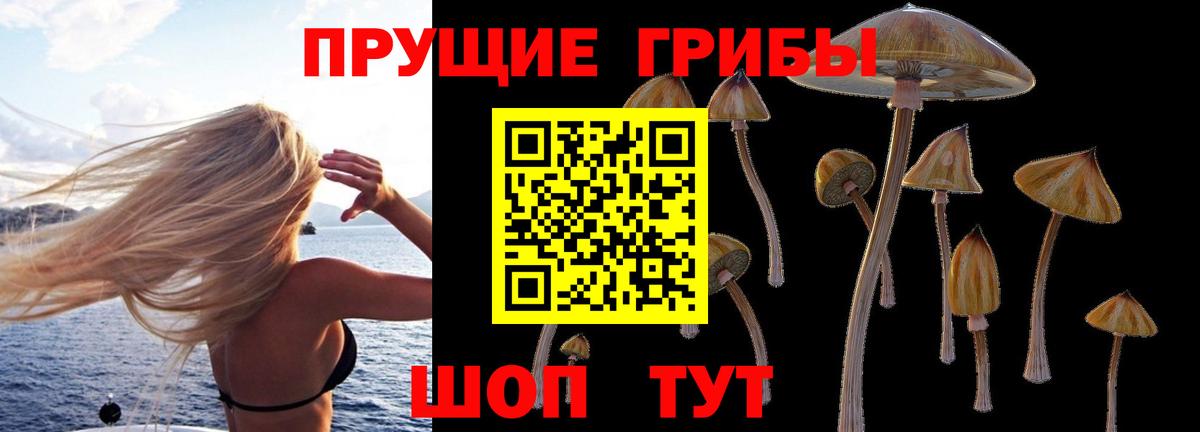 Сокол  Псилоцибиновые грибы GOLDEN TEACHER  Вход с VPN  Галлюциногенные грибы Psilocybe 